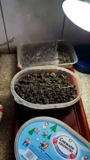 Рассада перца #рассада #зелень смотреть онлайн