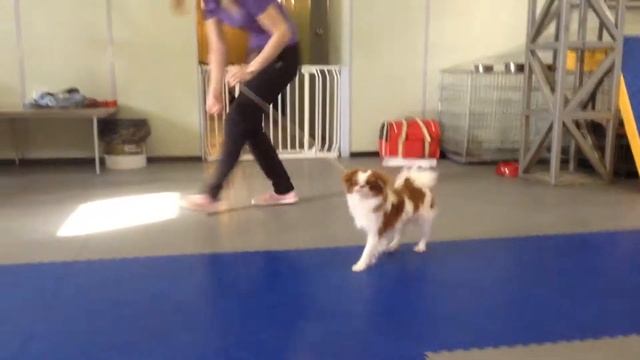 Эль Золотой мёд смотреть онлайн