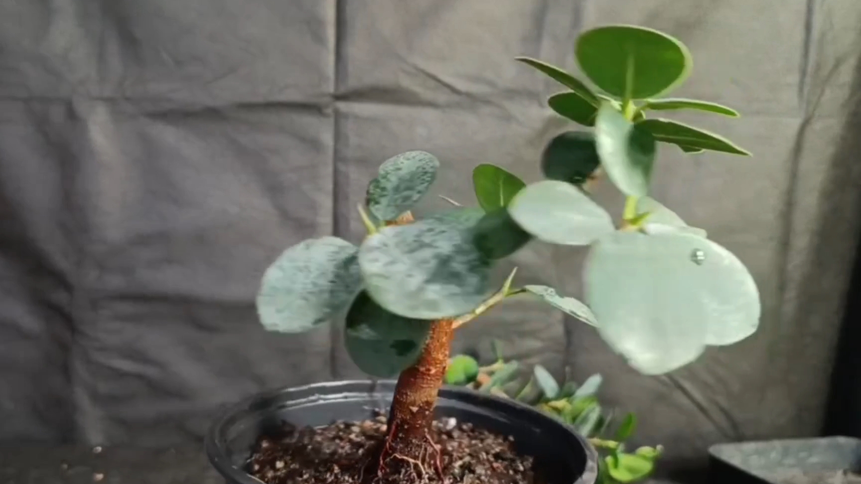 √1,√2,√3 фикус панда