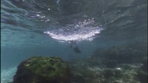 BBC: Жизнь птиц 1 серия «Летать или не летать?» (документальный сериал, 1998)