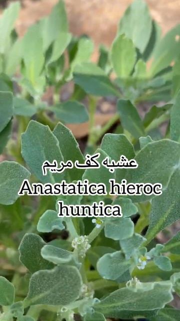 عشبة كف مريم تبداء بذارها في الخريف. عشبة موسمية смотреть онлайн