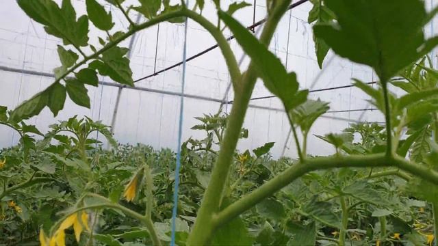 Томат Адриатика.на 08.05.2020 смотреть онлайн