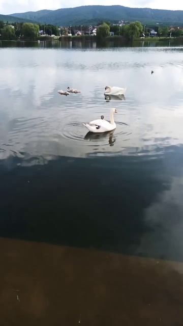 у лебедей на круглом озере подрастает потомство смотреть онлайн