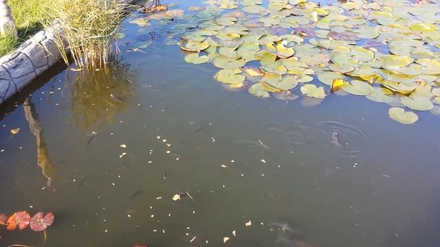 рыба в пруду смотреть онлайн