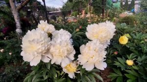 1 июня 2024 г.Цветут пионы Карина Версан,Май лав ,Санома едо  и др.