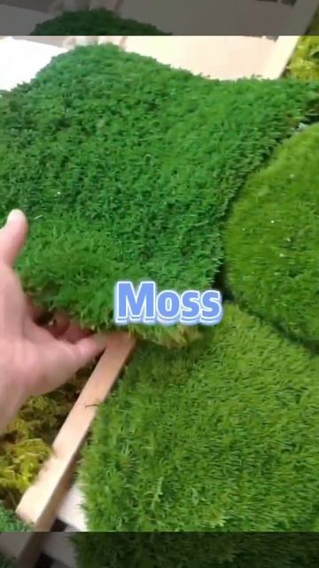 Preserved pole moss смотреть онлайн