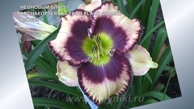 Лилейник. Лилейники мои сорта и сеянцы часть 2 смотреть онлайн