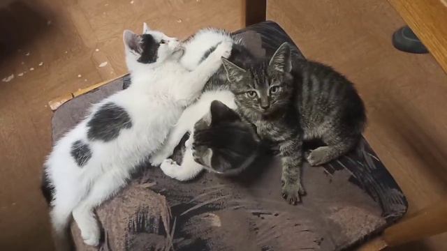 Вы нас не ждали, а мы припёрлися! Мурляндский обзор SaveliyAd