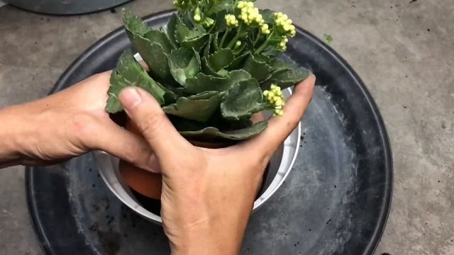 Vlog Tanam Pokok Bunga Kalanchoe Kuning