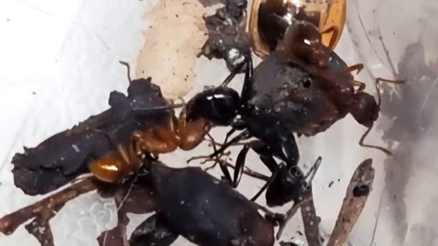 🐜 Myrmica rubra vs. Camponotus vagus смотреть онлайн