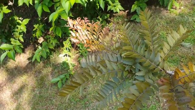 Gleditsia triacanthos 'Ruby lace' dřezovec trojtrnný смотреть онлайн