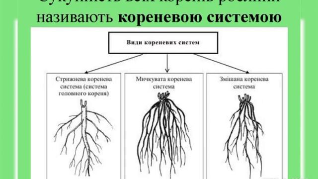 Основи біології. Вегетативні органи Покритонасінних. Ч 1. смотреть онлайн