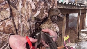 Подготовка подсадной утки к охоте, от А до Я.