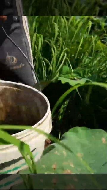 Awesome!! Amazing Fisherman Style! Clear Water Hyacinth Found Many Snack-Head Fishes Inside.13 смотреть онлайн