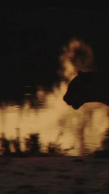 This is the reason why Pumas and Leopards prefer solitude! #shorts смотреть онлайн