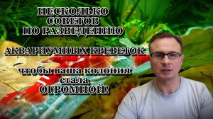 НЕСКОЛЬКО СОВЕТОВ ПО РАЗВЕДЕНИЮ АКВАРИУМНЫХ КРЕВЕТОК чтобы ваша колония стала ОГРОМНОЙ!