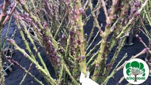 Колоновидний нектарин. Рубіс та Фантазія.