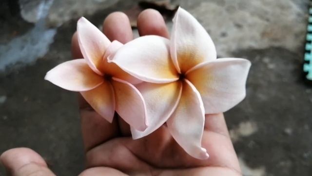 Pink salmon plumeria смотреть онлайн
