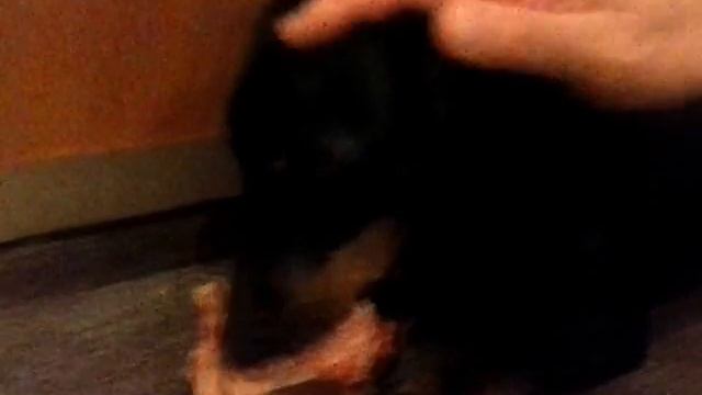Тося Грызёт кость смотреть онлайн