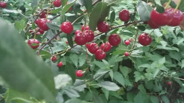 Вишня после болезни. Клумба у шпалеры. Хоста Голден Стандарт. смотреть онлайн