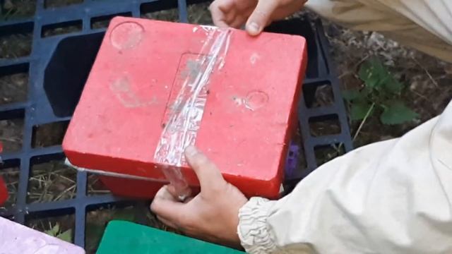Облётник для маток в лесу. 22.06.2020 смотреть онлайн