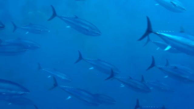 Tuna Pens Dive, Bugibba, Malta смотреть онлайн
