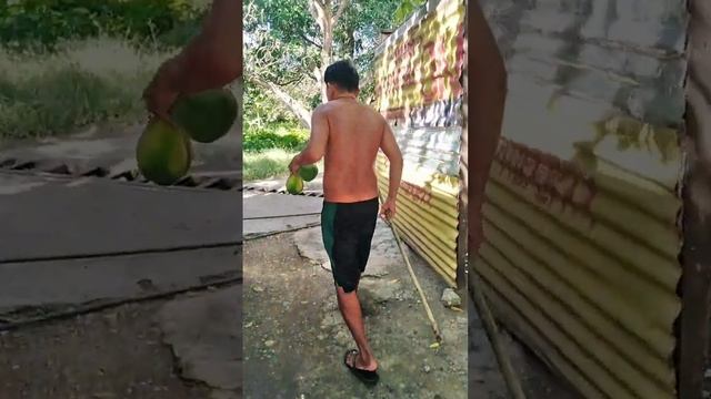 Ang papaya bow смотреть онлайн
