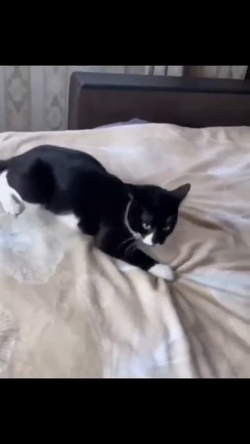Мой кот Барик после кошачей мяты🤣🤣🤣 смотреть онлайн