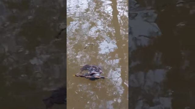 Лягушки в любви смотреть онлайн