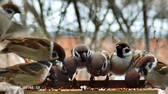 Воробьи смотреть онлайн