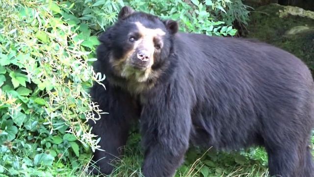 Juan, the spectacled bear and the tomato смотреть онлайн