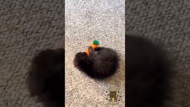 Котята, что малые ребята!😊