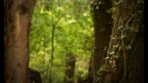 Minuscule 117 Ladybugs