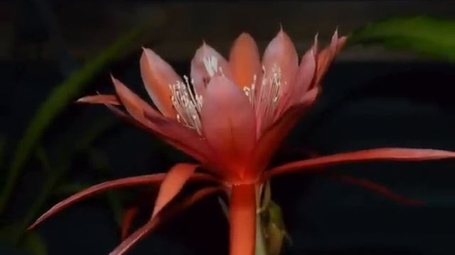 EPIPHYLLUM смотреть онлайн