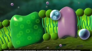 Цикл Кальвина. Фотосистемы. Фотосинтез на углубленном уровне