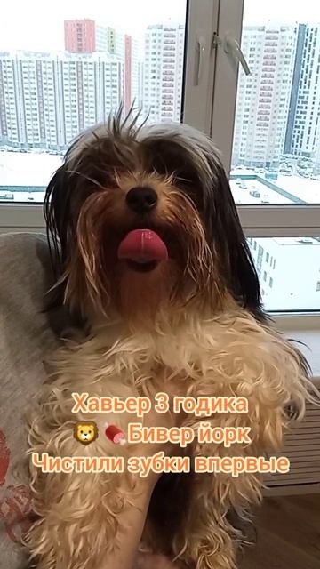 Хавьер 3 годика 🐘Бивер йорк, Чистили зубки впервые, замечательное поведение малыша.