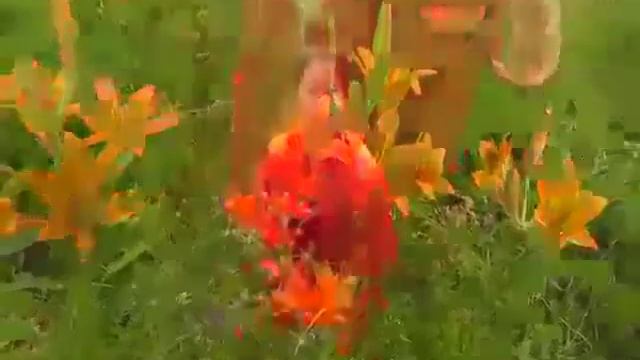 Песня о цветке сардана летом 2021 г смотреть онлайн