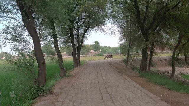 4k video of (Kikar)Tree Acacia nilotica | Vachellia nilotica | babul thorn mimosa part5 смотреть онлайн