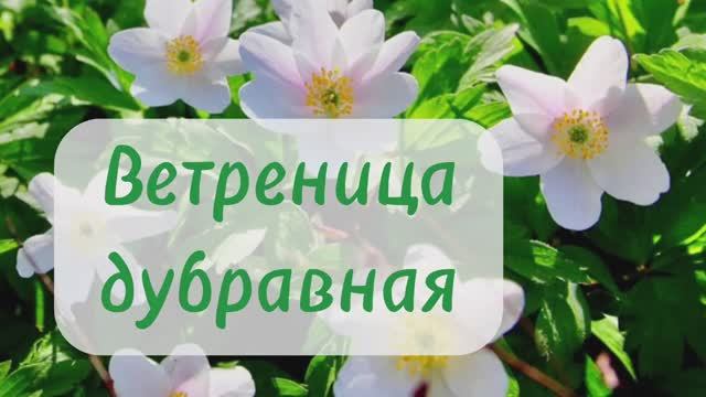 Ветреница дубравная