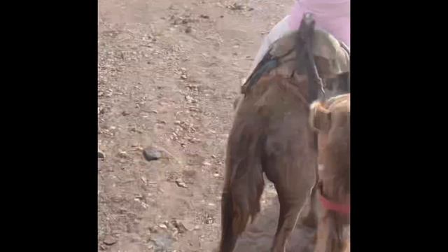 Eilat Camel Safari with Bedouin Meal Tour смотреть онлайн