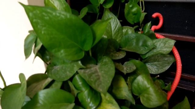 पानी में आसानी से उगाएं इन पौधों को,Grow these plants in water by cutting, anvesha's creativity смотреть онлайн