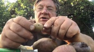 Сажаем картошку