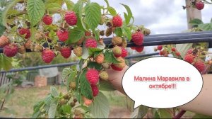 Супер сорт малины!!! Маравила радует!!!