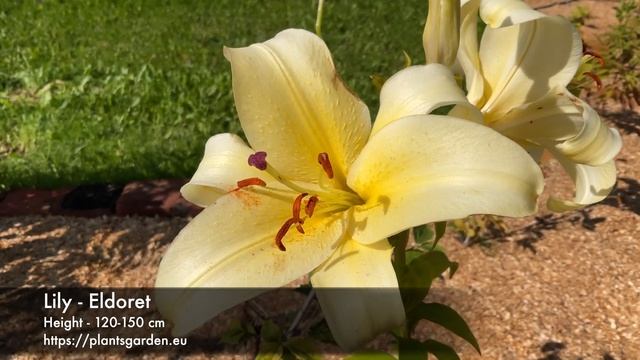 Lily - Eldoret 4K