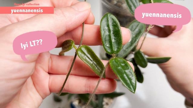 🌱HOYA LYI COLLECTION!! | 7 Types | Hoya Comparison | Long Leaves | Hoya Lyi Prism | Care Tips