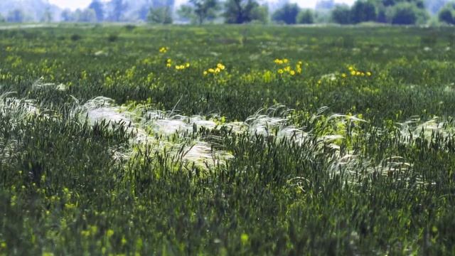 Начало июня в полях за Уралом... смотреть онлайн
