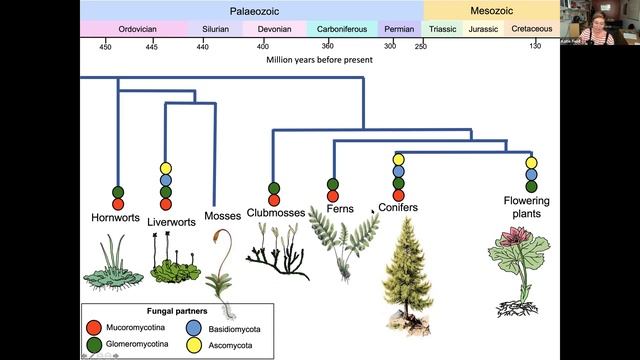 Prof Katie Field - Roots of change: global change and mycorrhizal symbioses through the Phanerozoic смотреть онлайн