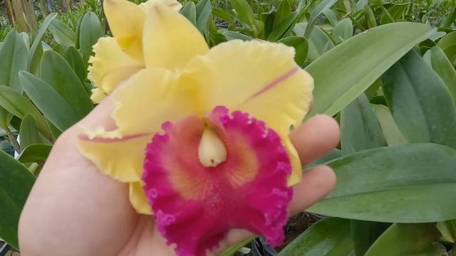 Cattleya Nakornchaisri Delight 'Yen' смотреть онлайн