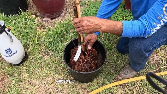 Florida Grande Peach Tree repot - Growing Citrus in Containers смотреть онлайн