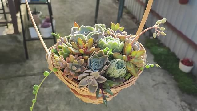 Как сделать мини-садик из суккулентов в корзинке смотреть онлайн